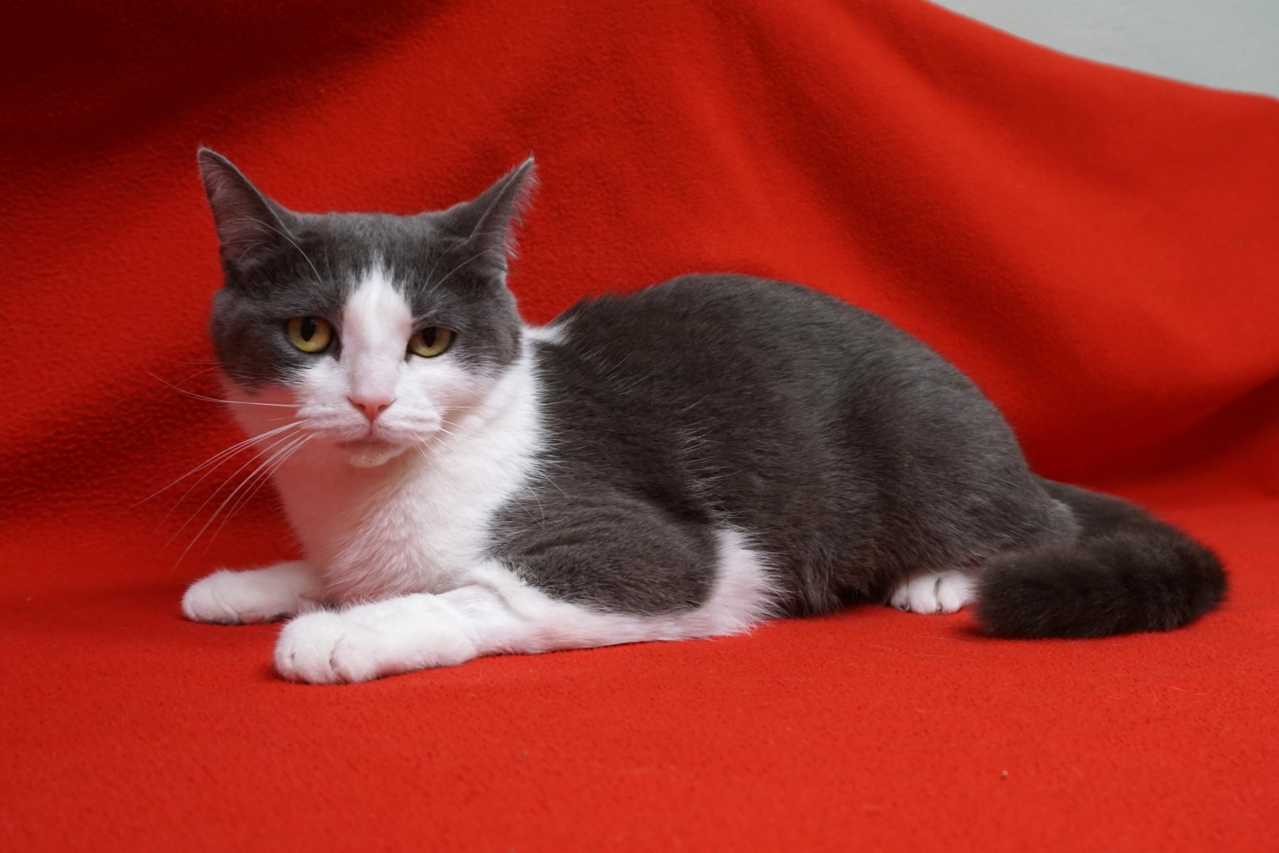 Enlarge Hailey, an adopted Domestic Short Hair in Fountain Hills, AZ image 2/4