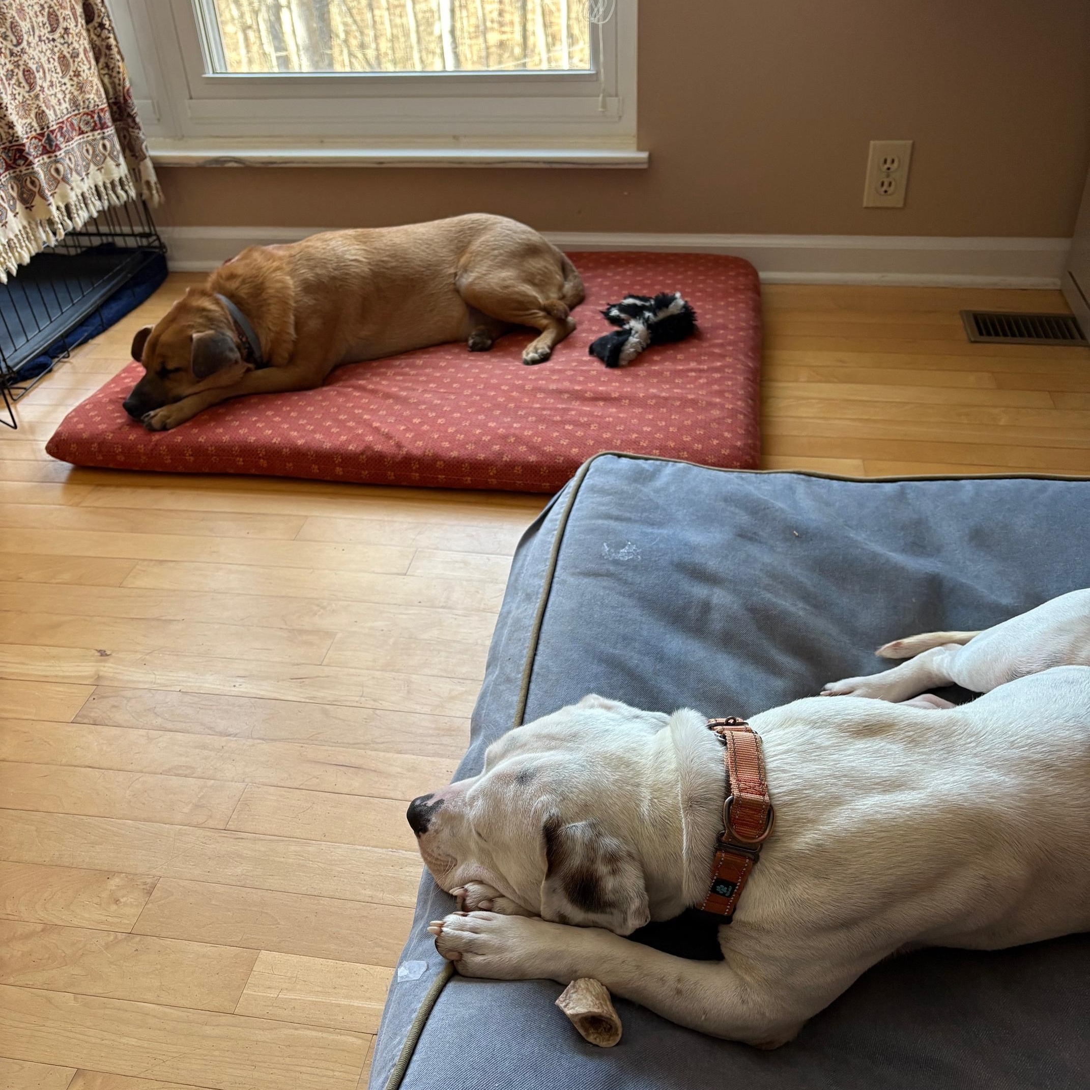 Petey, Adopted, Adult Male American Bulldog & Beagle.