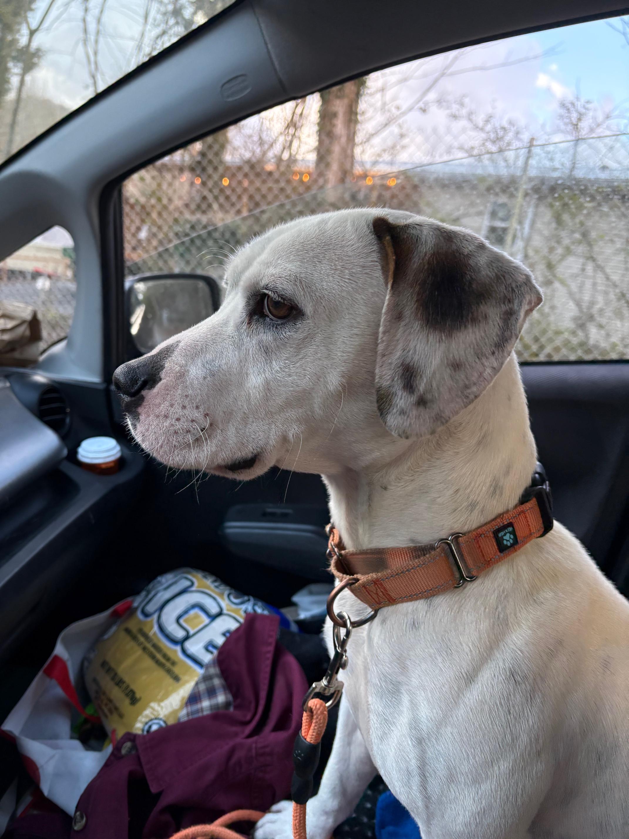 Enlarge Petey, a Adopted mixed breed in Clinton, TN image 2/5