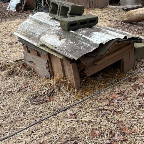 Enlarge Petey, a Adopted mixed breed in Clinton, TN image 3/5