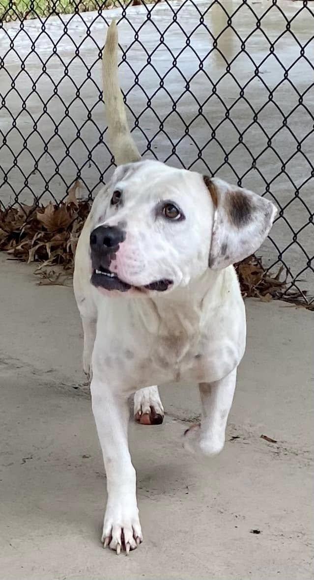 Enlarge Petey, a Adopted mixed breed in Clinton, TN image 4/5