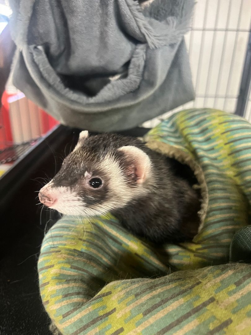 Ozzy, Adoptable, Adult Male Ferret.