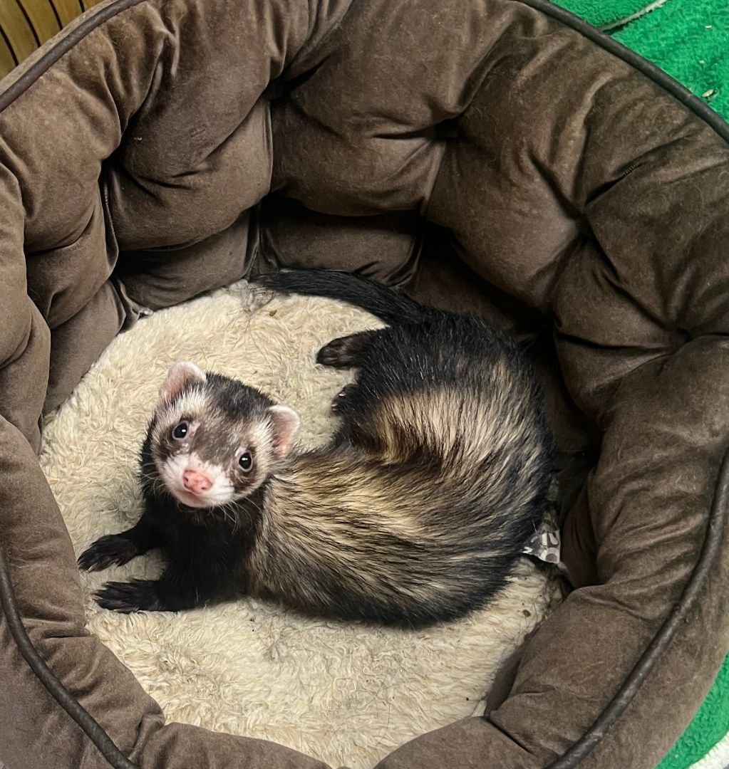 Ozzy, a Adoptable Ferret in Randolph, NJ image 2/2