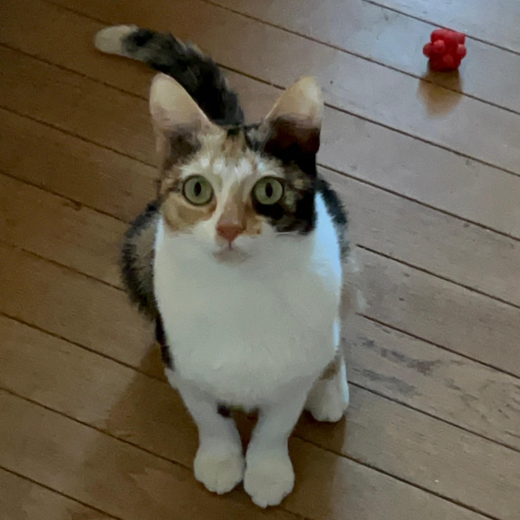 Wren, Adult Female Calico