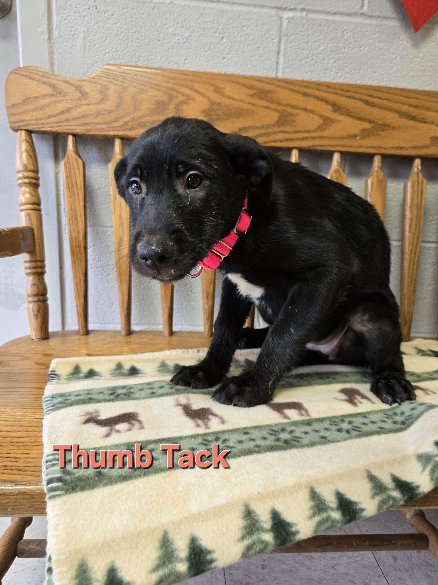 Thumb Tack, adopted, Puppy Female Terrier & Labrador Retriever.