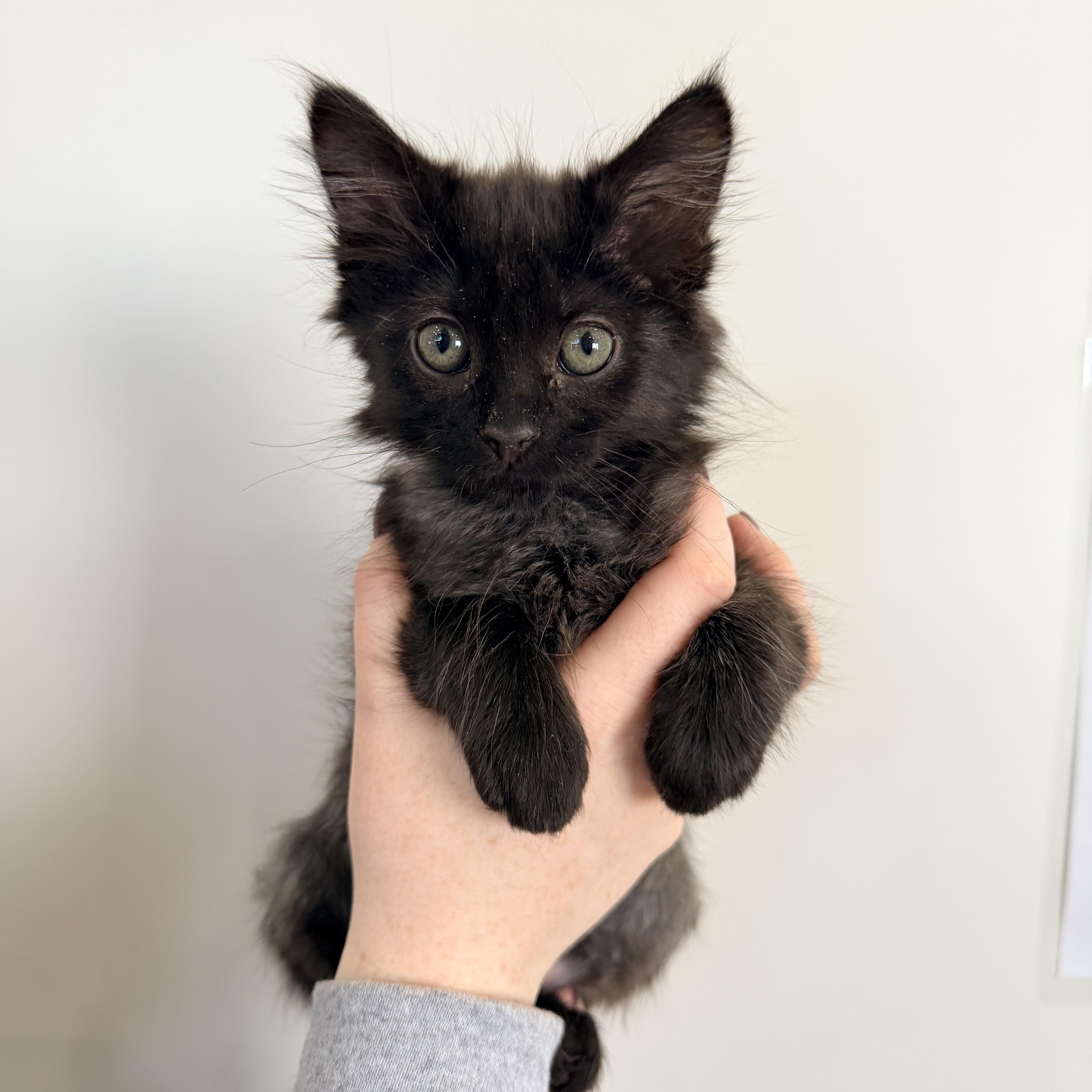 Yang, Adoptable, Kitten Female Domestic Medium Hair.