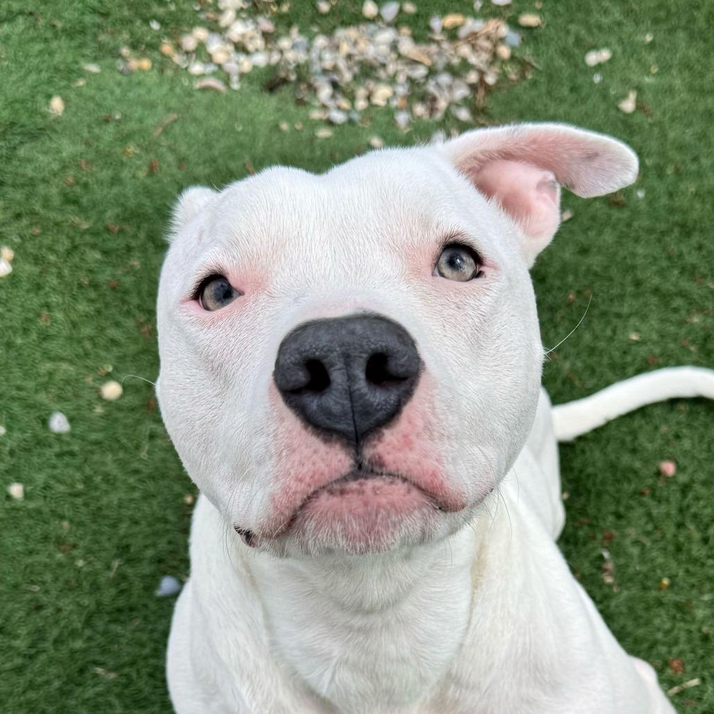 Enlarge Sage, a Adoptable Pit Bull Terrier in Louisville, KY image 1/3
