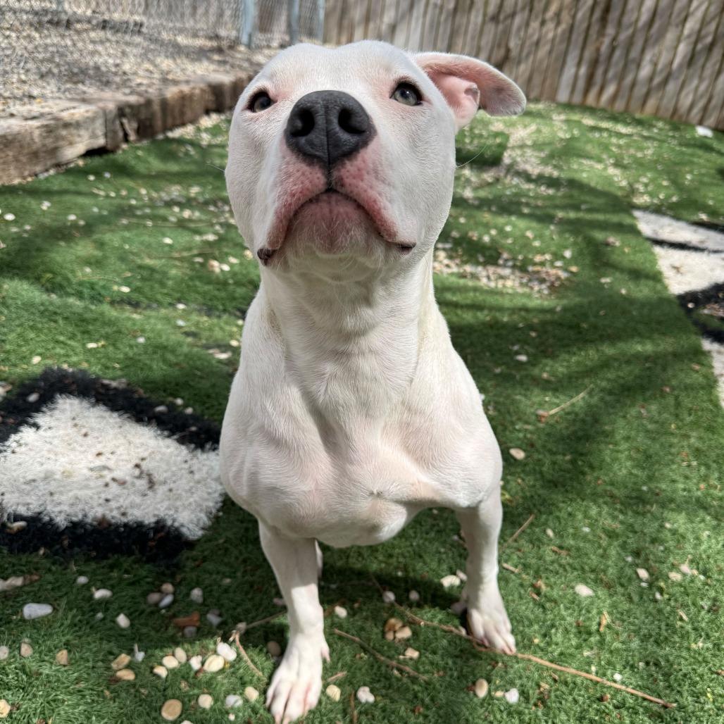 Enlarge Sage, a Adoptable Pit Bull Terrier in Louisville, KY image 2/3
