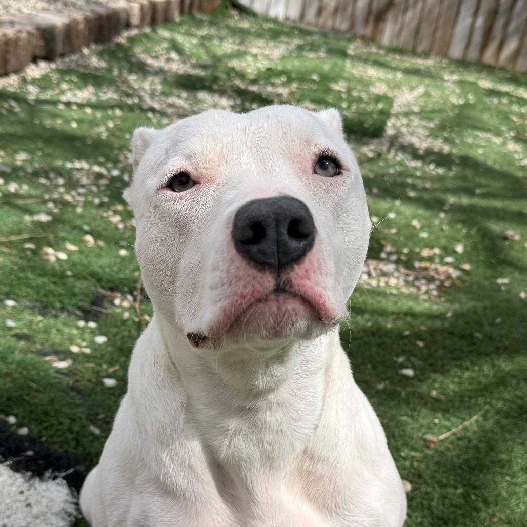 Enlarge Sage, a Adoptable Pit Bull Terrier in Louisville, KY image 3/3