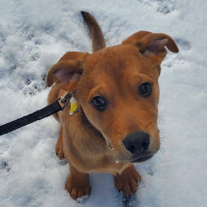 Cason, a Adoptable mixed breed in Albany, NY image 1/6