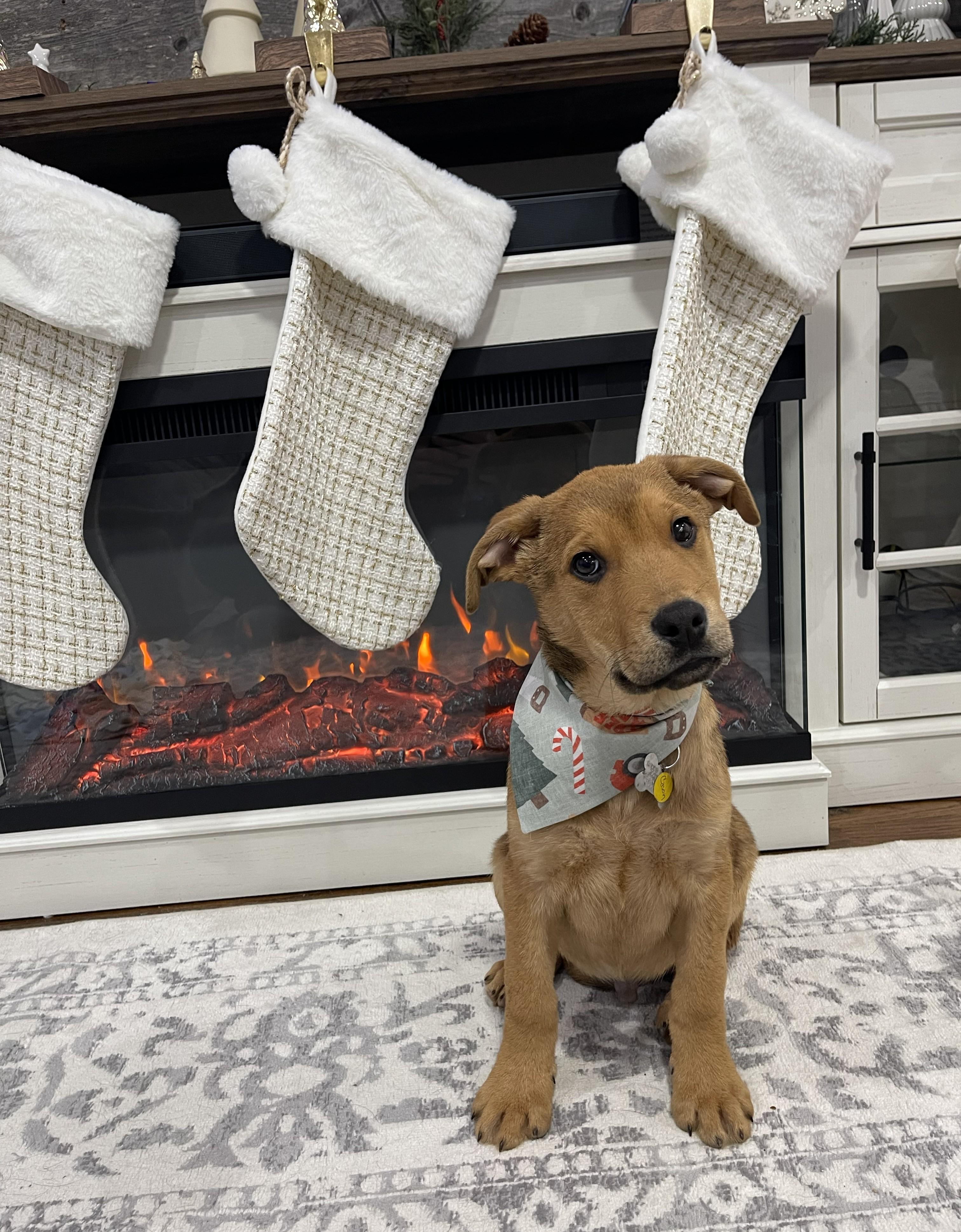 Cason, a Adoptable mixed breed in Albany, NY image 3/6