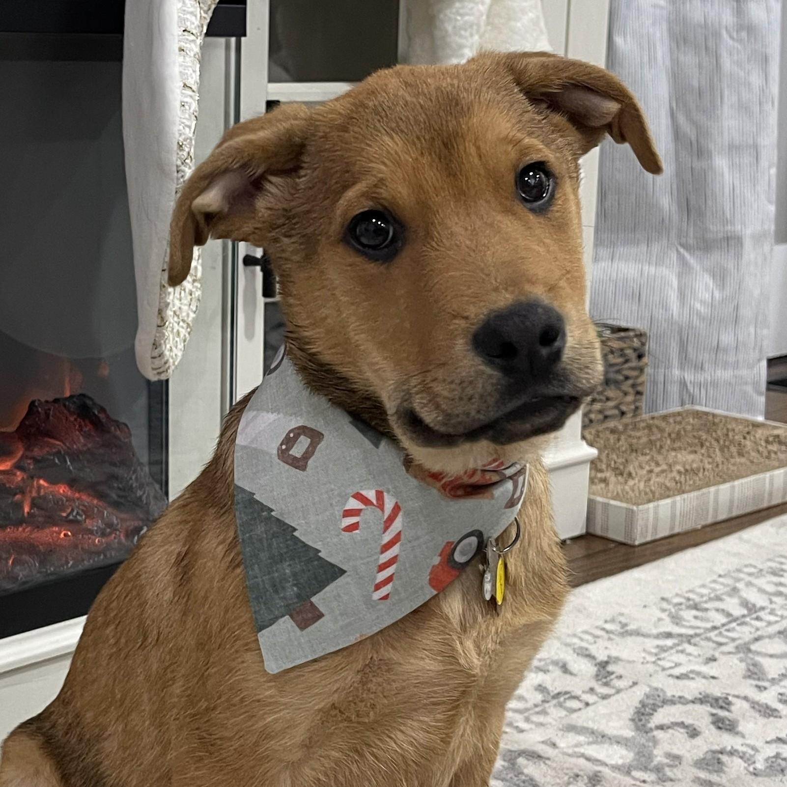 Cason, a Adoptable mixed breed in Albany, NY image 2/6