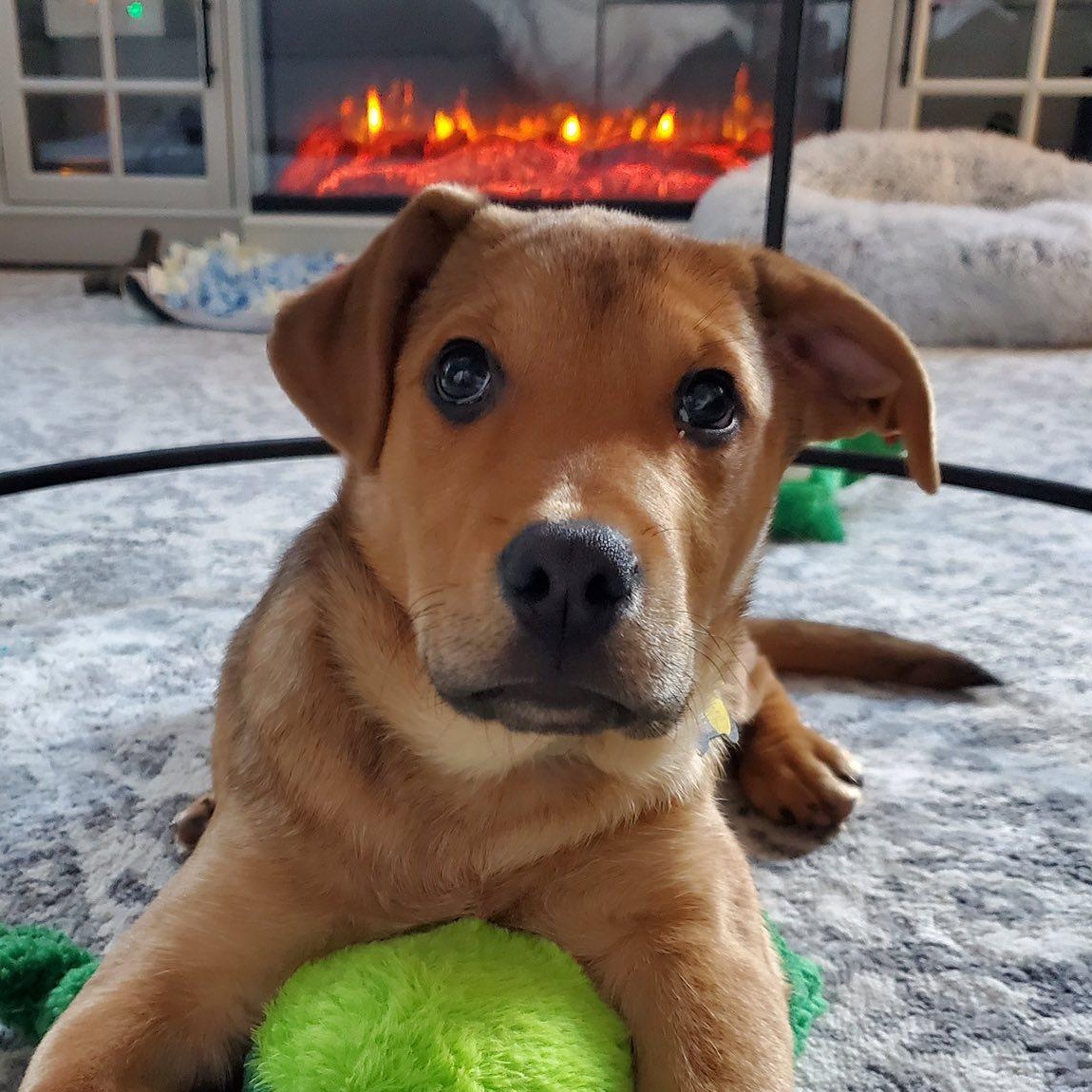 Cason, a Adoptable mixed breed in Albany, NY image 6/6