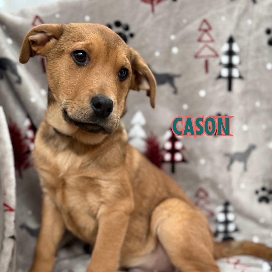 Cason, a Adoptable mixed breed in Albany, NY image 4/6