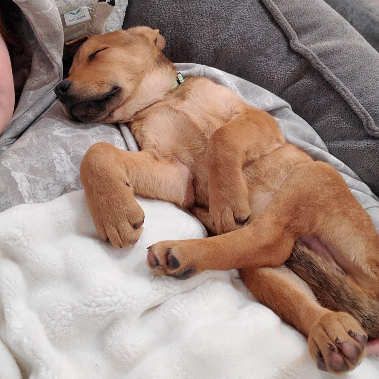 Cason, a Adoptable mixed breed in Albany, NY image 5/6