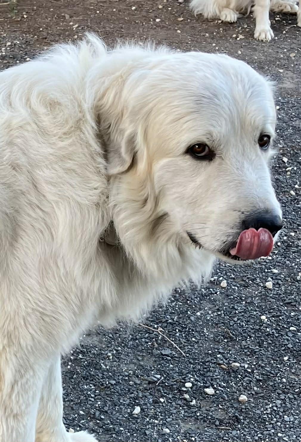 Smokey Whiskey SAT, Adoptable, Adult Male Great Pyrenees.