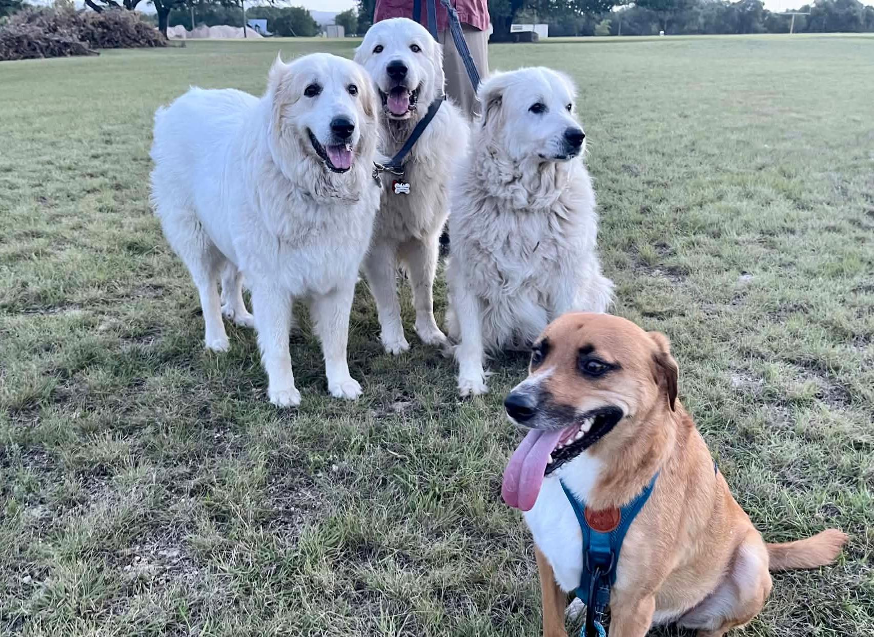 Enlarge Smokey Whiskey SAT, a Adoptable Great Pyrenees in Saint Jo, TX image 2/6
