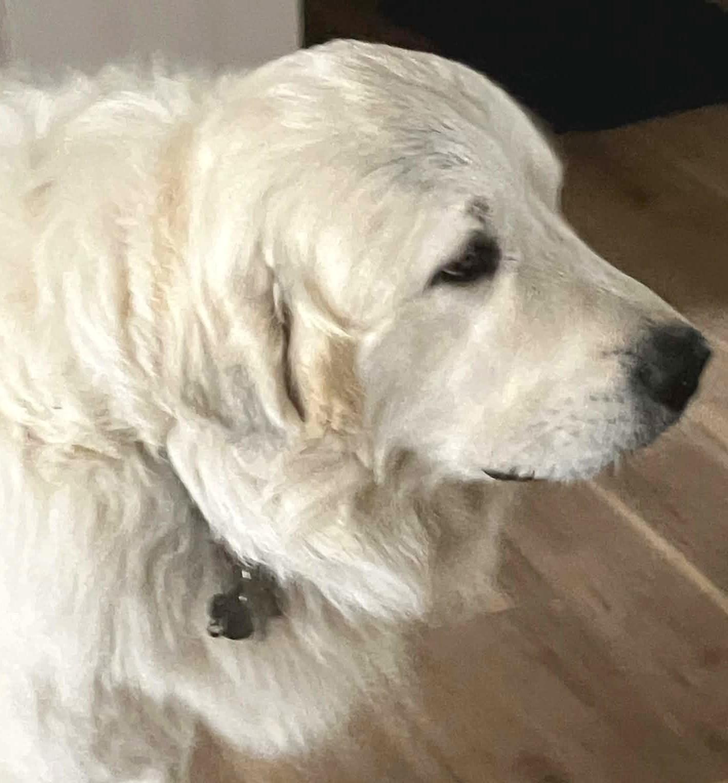 Enlarge Smokey Whiskey SAT, a Adoptable Great Pyrenees in Quinlan, TX image 2/6