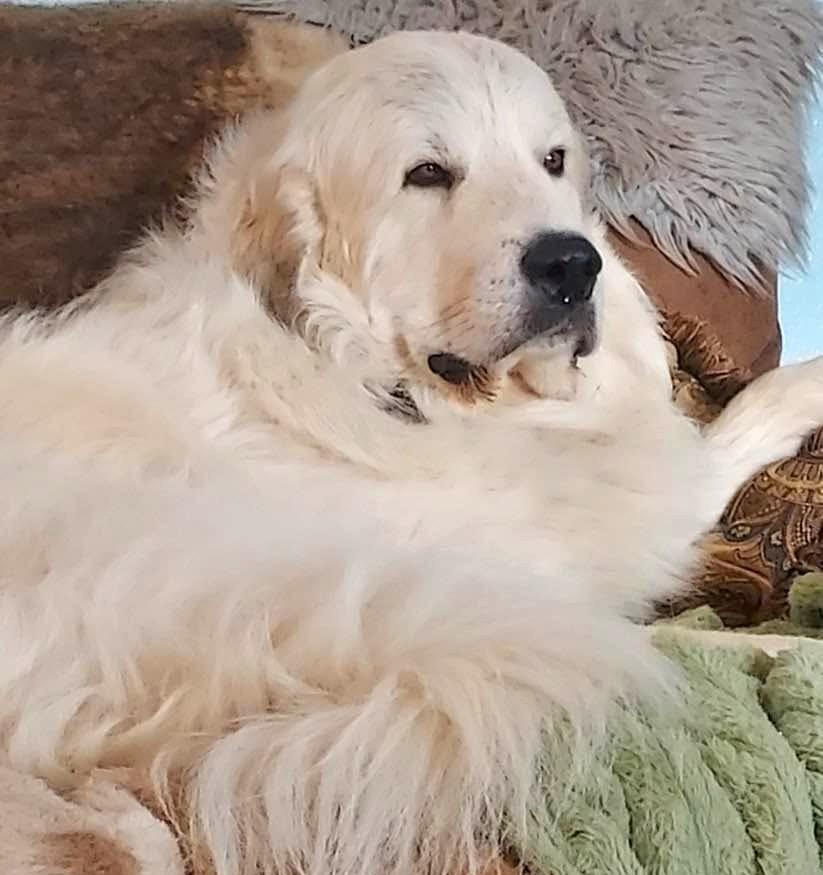 Smokey Whiskey SAT, a Adoptable Great Pyrenees in Quinlan, TX image 3/6