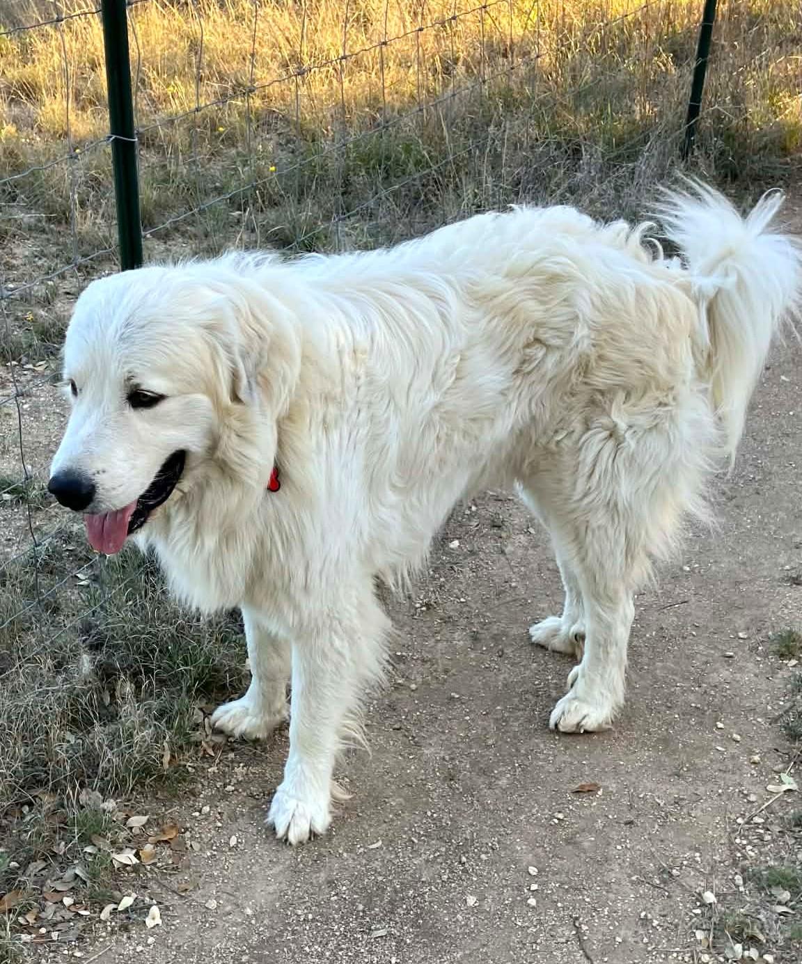 Enlarge Smokey Whiskey SAT, a Adoptable Great Pyrenees in Quinlan, TX image 3/6