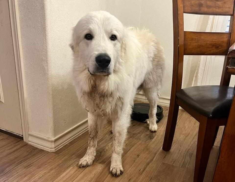 Enlarge Smokey Whiskey SAT, a Adoptable Great Pyrenees in Quinlan, TX image 4/6