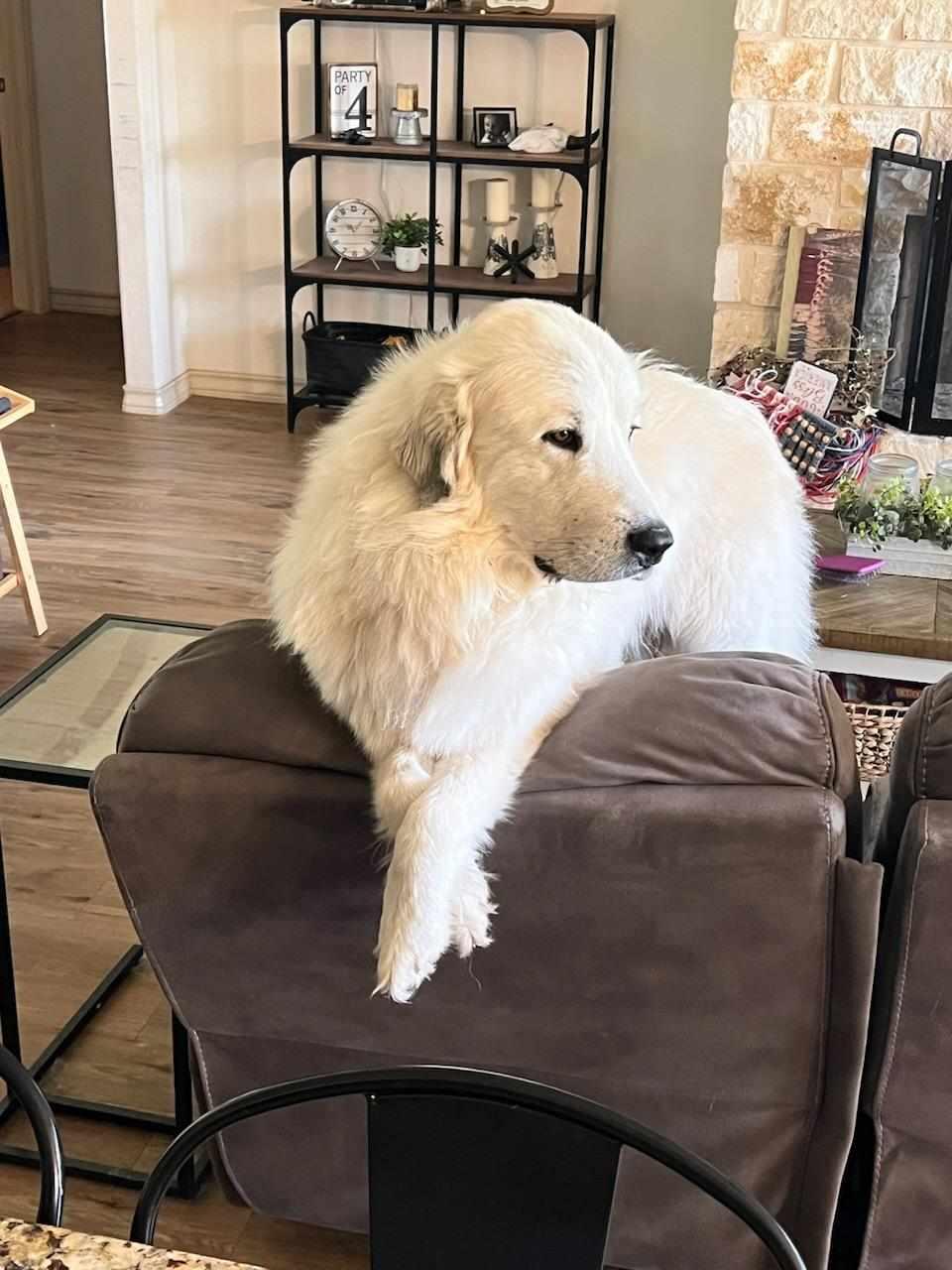 Enlarge Smokey Whiskey SAT, a Adoptable Great Pyrenees in Quinlan, TX image 5/6