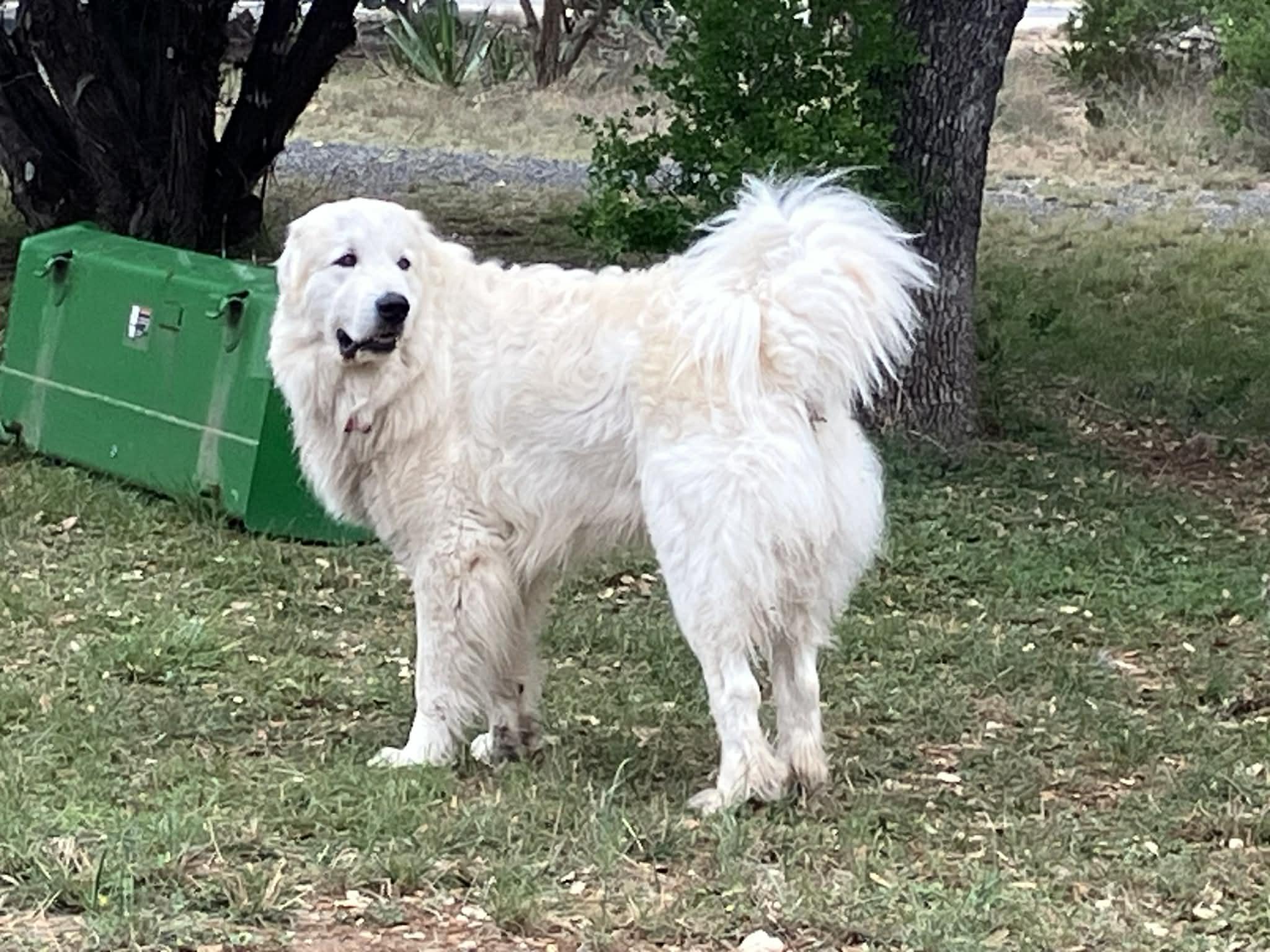 Enlarge Smokey Whiskey SAT, a Adoptable Great Pyrenees in Quinlan, TX image 6/6