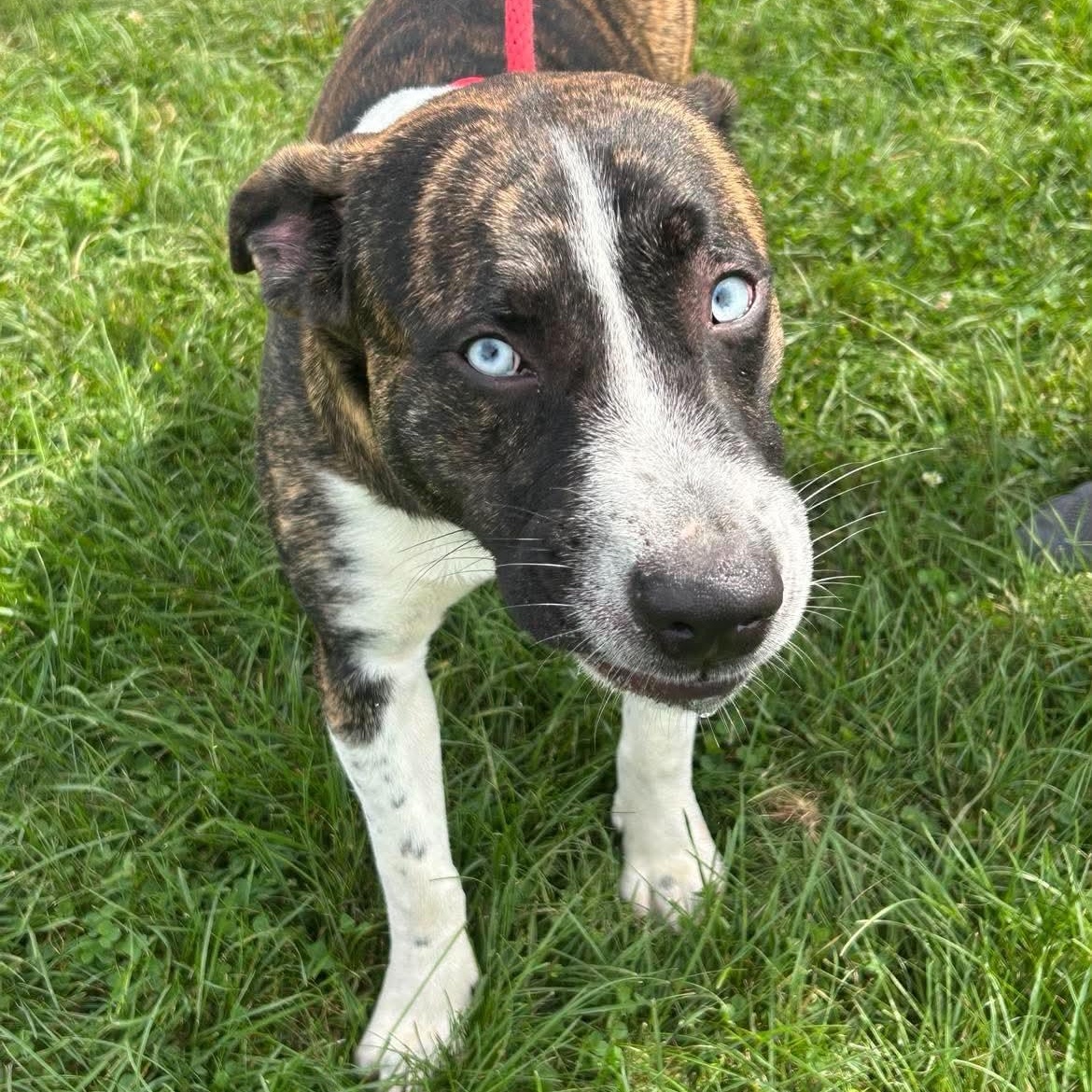 Enlarge 192107 Frankie, a Adoptable mixed breed in Ravenna, OH image 2/5