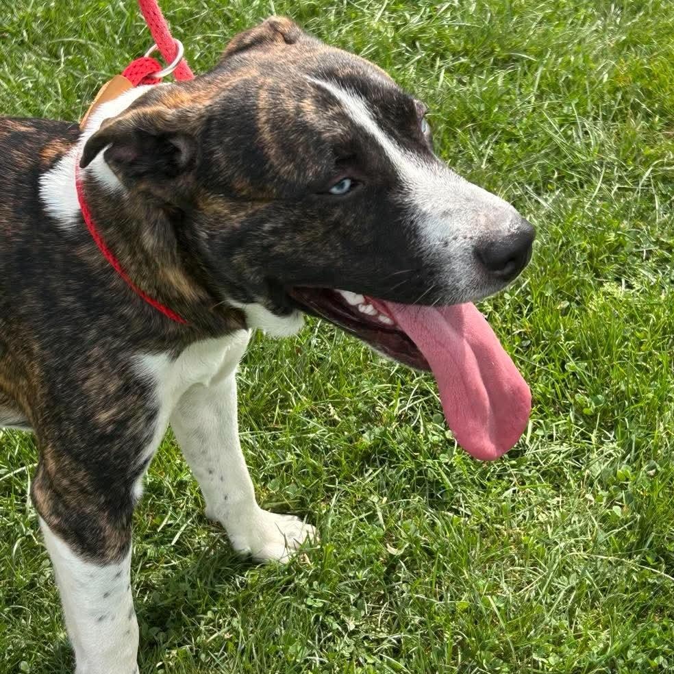 Enlarge 192107 Frankie, a Adoptable mixed breed in Ravenna, OH image 3/5
