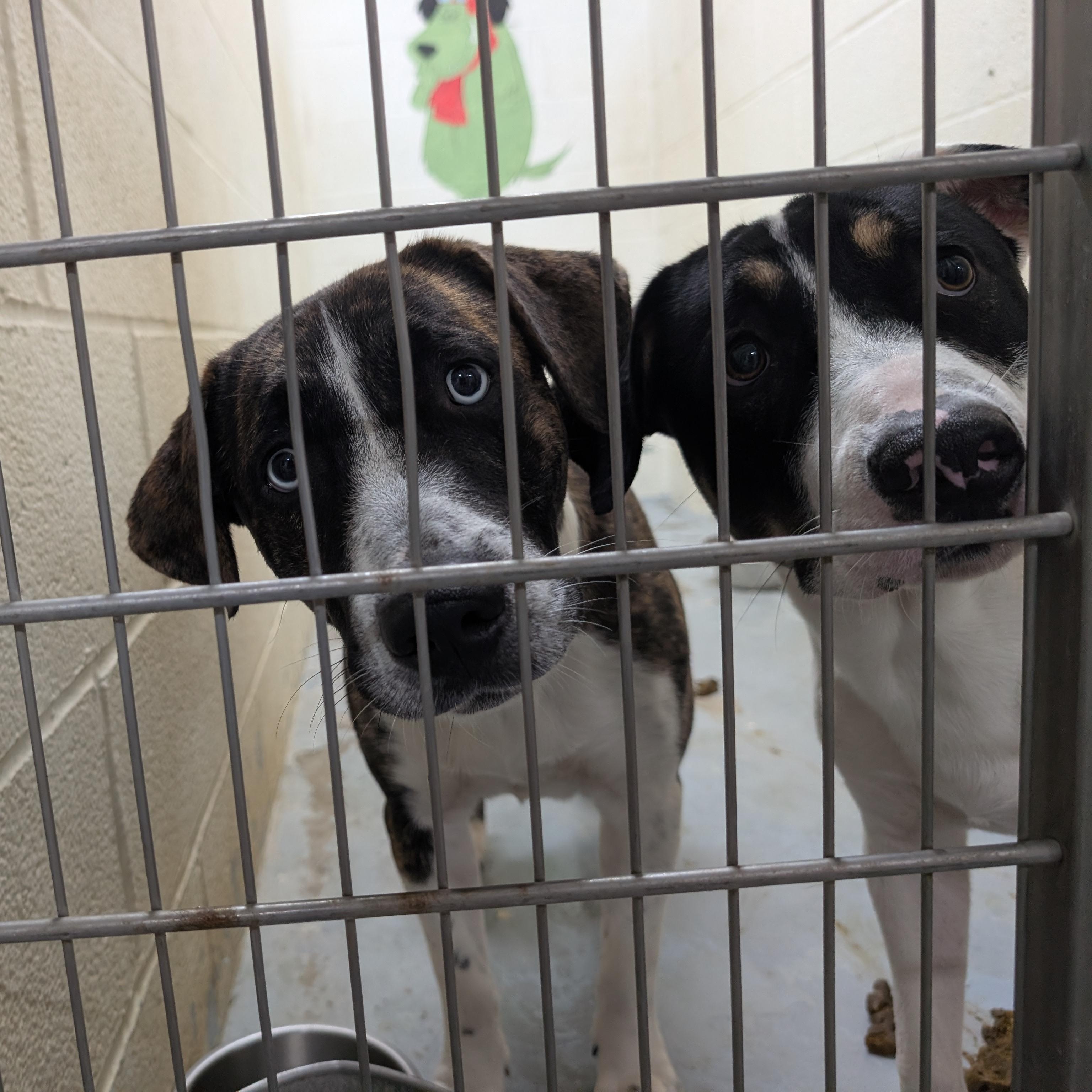 Enlarge 192107 Frankie, a Adoptable mixed breed in Ravenna, OH image 5/5