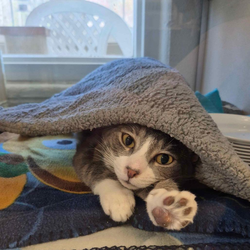 Angus, Adoptable, Young Male Domestic Short Hair.