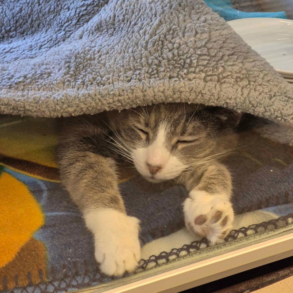 Enlarge Angus, a Adoptable Domestic Short Hair in Gloucester, VA image 3/6