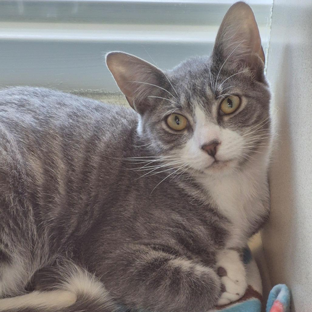 Enlarge Angus, a Adoptable Domestic Short Hair in Gloucester, VA image 2/3