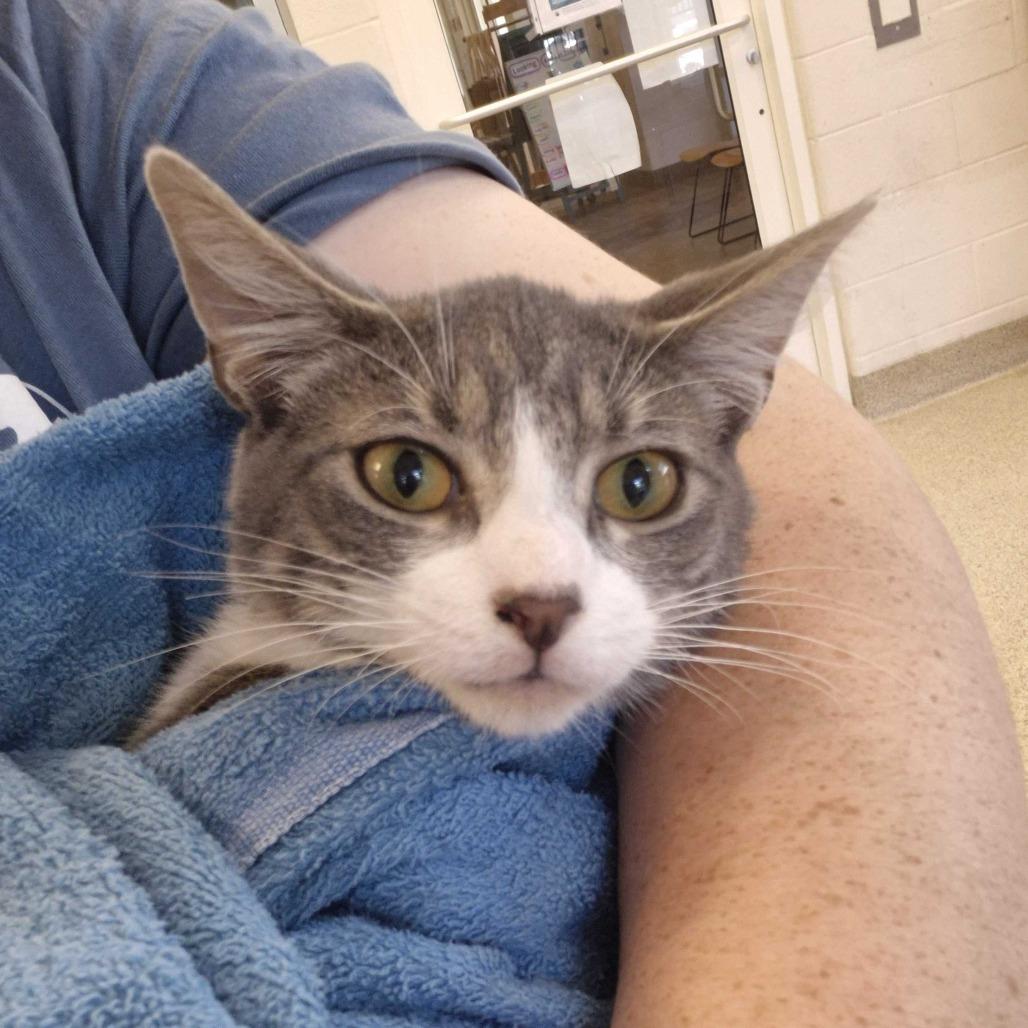 Enlarge Angus, a Adoptable Domestic Short Hair in Gloucester, VA image 3/3