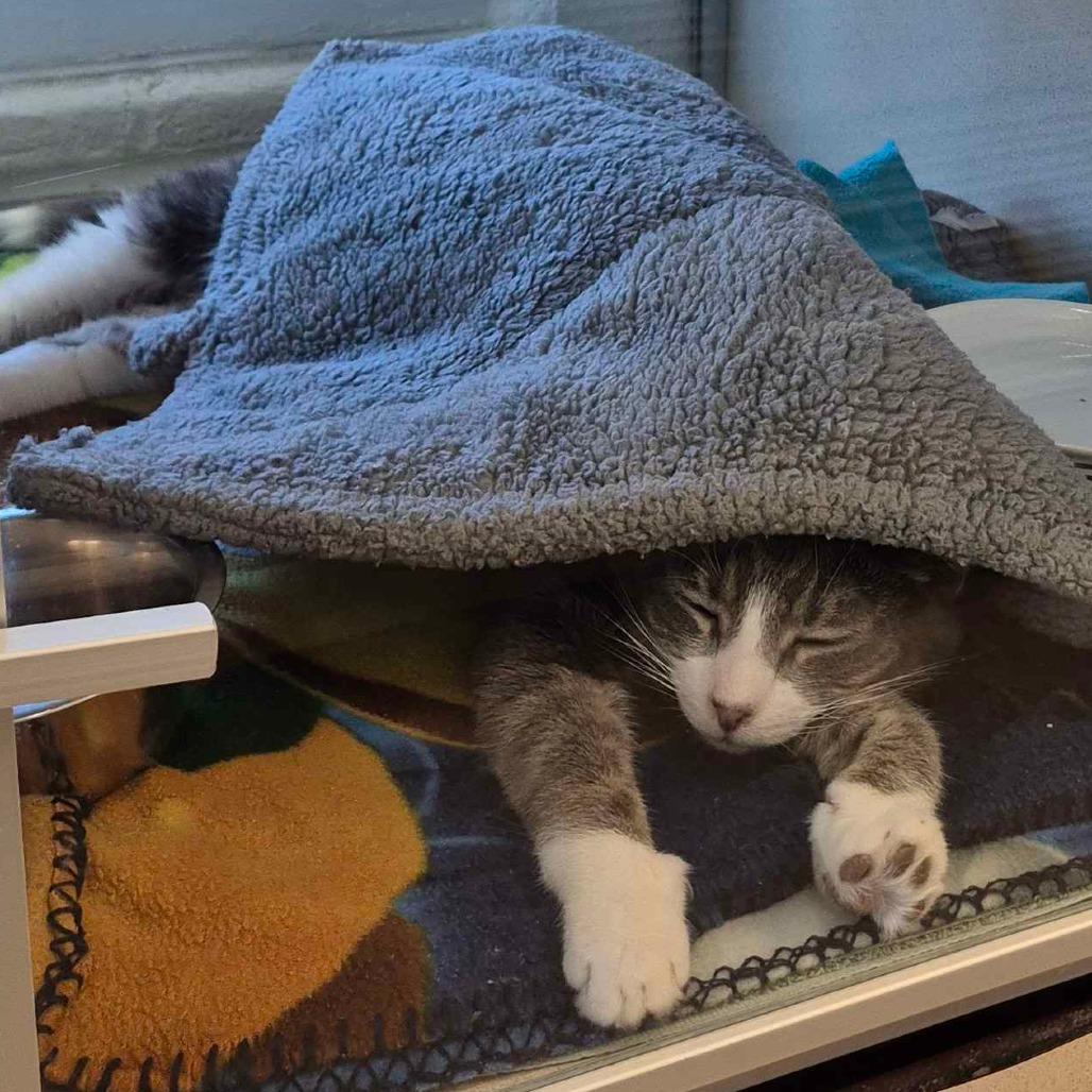 Enlarge Angus, a Adoptable Domestic Short Hair in Gloucester, VA image 6/6