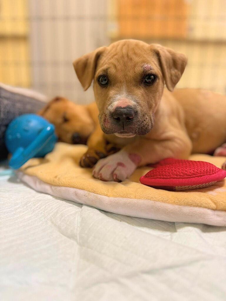 Tater, ADOPTABLE, Young Male Pit Bull Terrier.