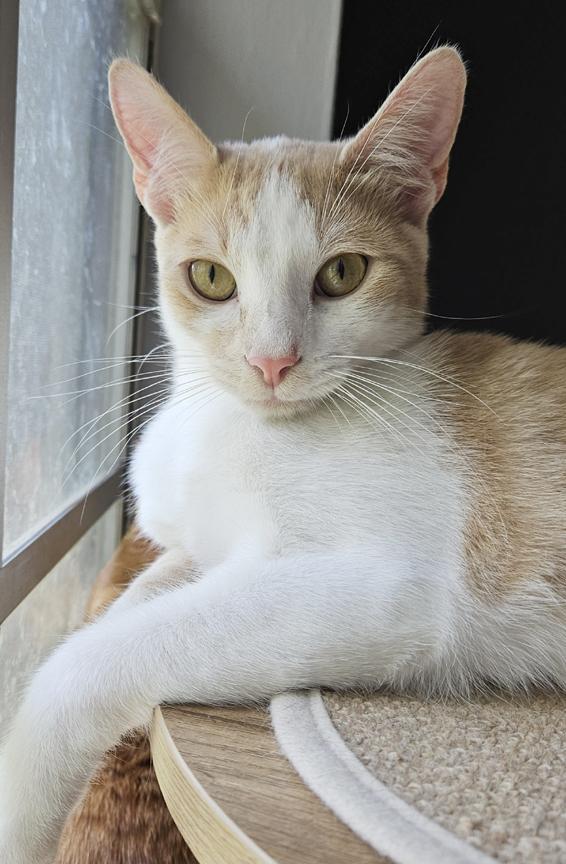 Enlarge Scarlett & Rhett !  Snuggle Kittens for Adoption Together!, a ADOPTABLE mixed breed in Metairie, LA image 5/6