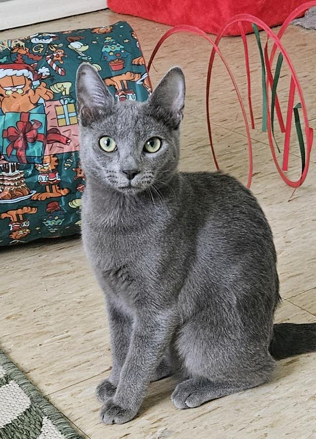 Enlarge Scarlett & Rhett !  Snuggle Kittens for Adoption Together!, a ADOPTABLE mixed breed in Metairie, LA image 6/6