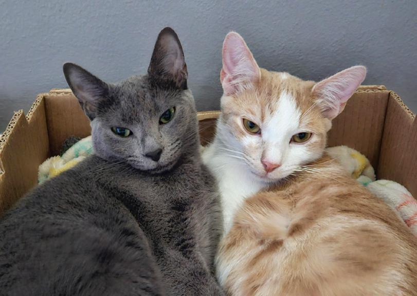 Enlarge Scarlett & Rhett !  Snuggle Kittens for Adoption Together!, a ADOPTABLE mixed breed in Metairie, LA image 4/6