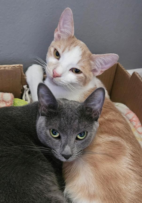 Scarlett & Rhett !  Snuggle Kittens for Adoption Together!, ADOPTABLE, Kitten Female Russian Blue & Tabby.