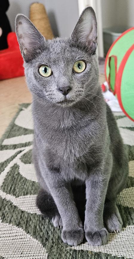 Enlarge Scarlett & Rhett !  Snuggle Kittens for Adoption Together!, a ADOPTABLE mixed breed in Metairie, LA image 3/6