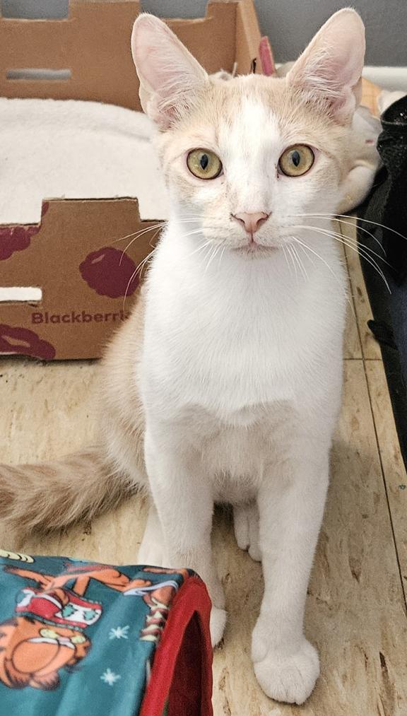 Enlarge Scarlett & Rhett !  Snuggle Kittens for Adoption Together!, a ADOPTABLE mixed breed in Metairie, LA image 2/6