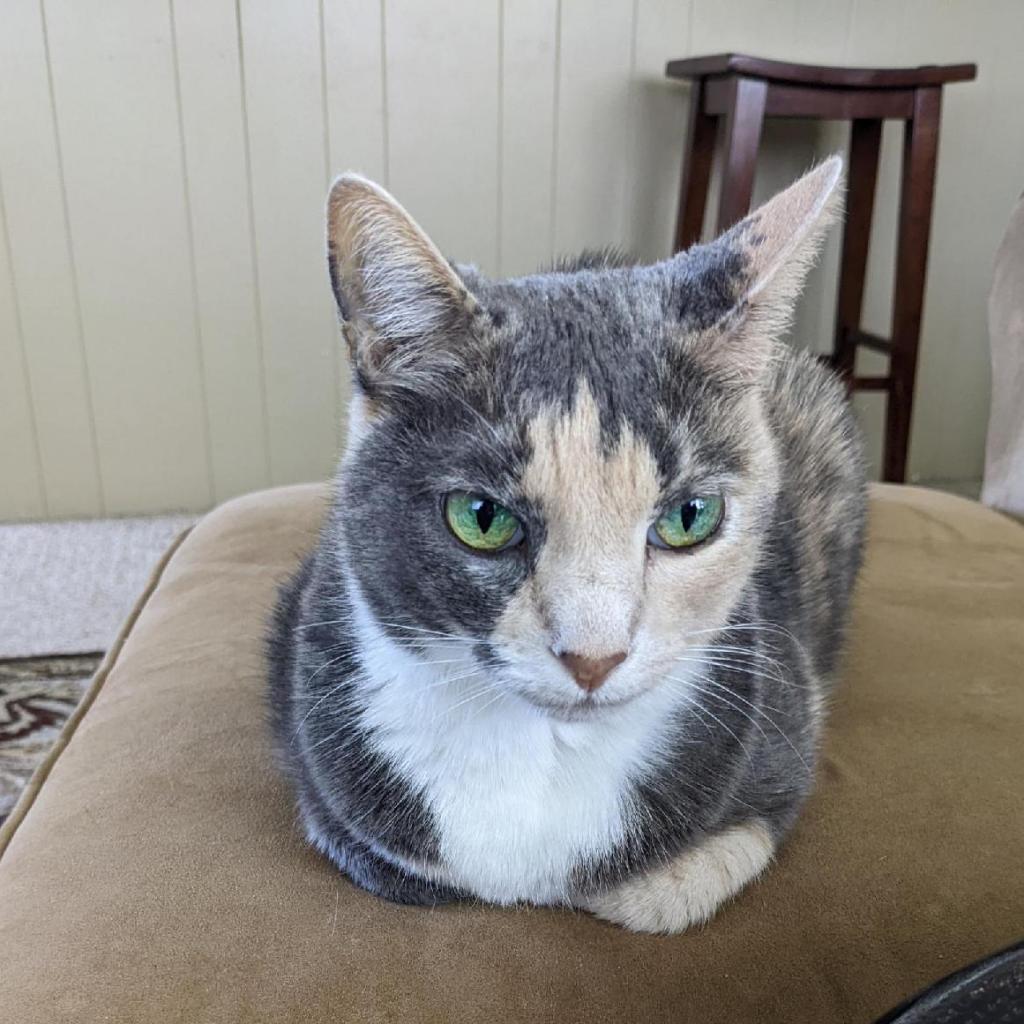 Paisley — thumbnail 2