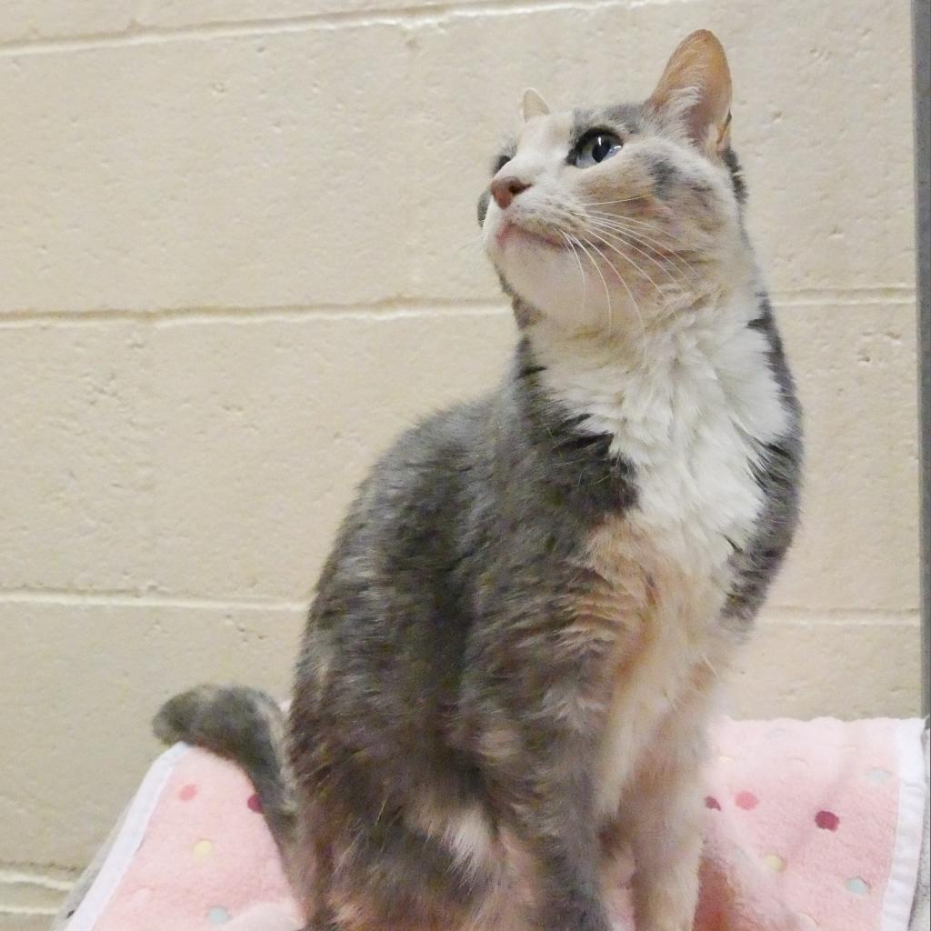 Paisley — thumbnail 3