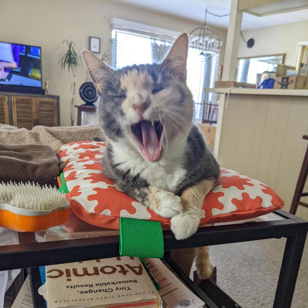 Paisley — thumbnail 4