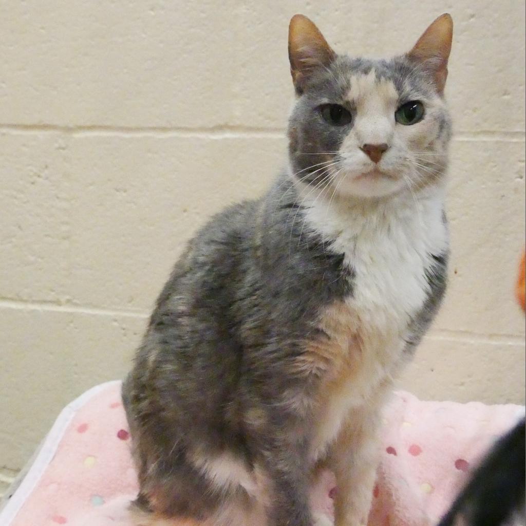 Paisley — thumbnail 5