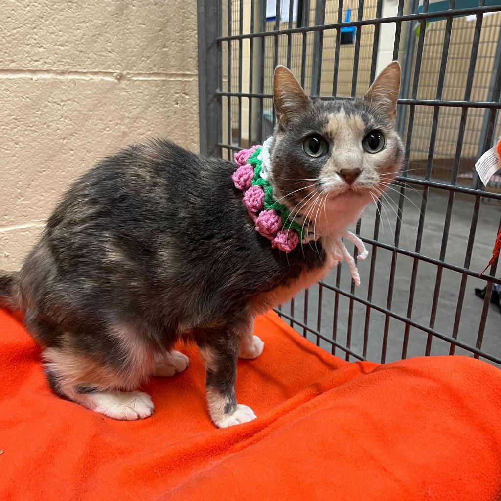 Paisley — thumbnail 6