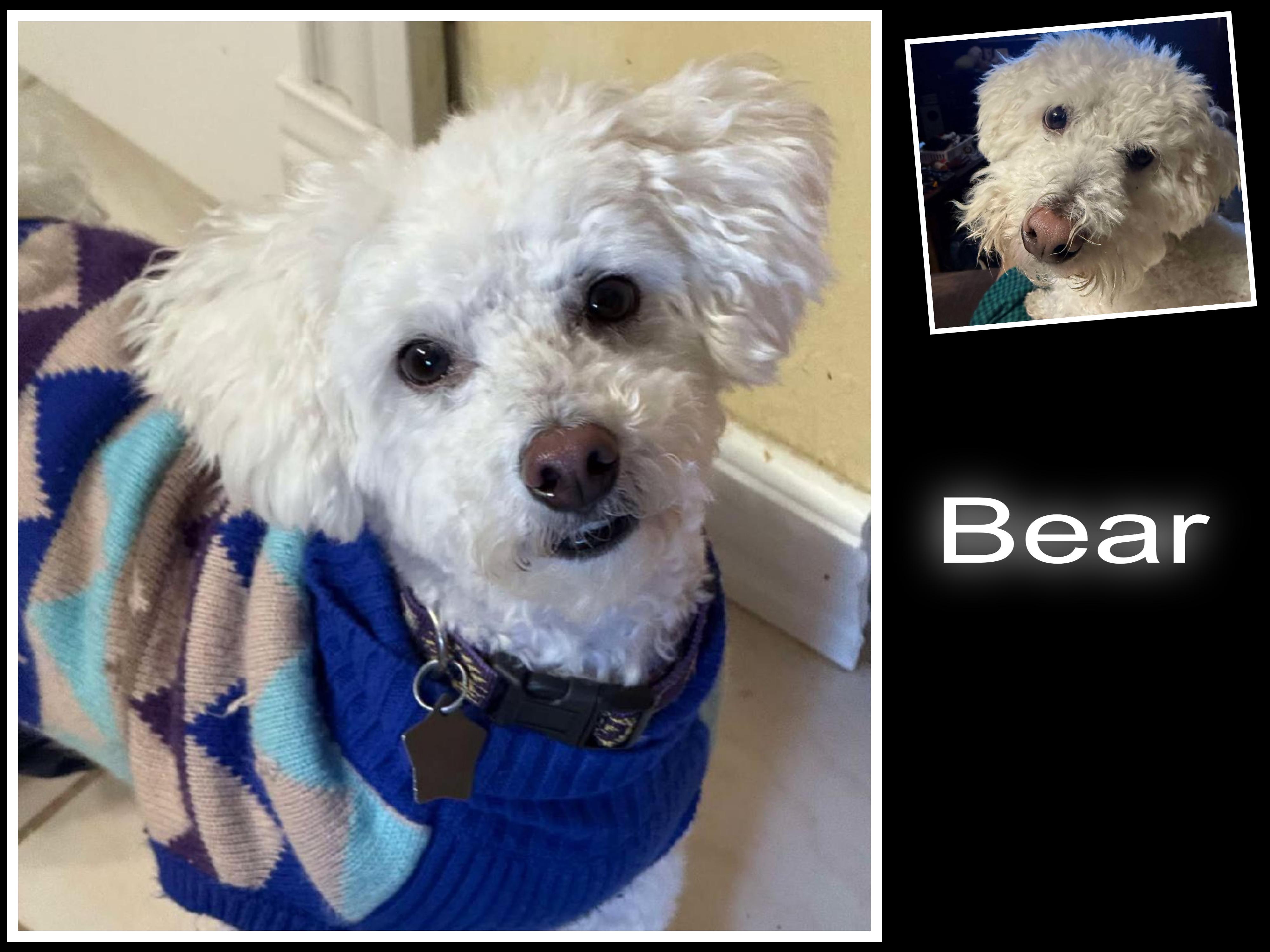 Enlarge Bear - OK, a ADOPTABLE Bichon Frise in Tulsa, OK image 1/1