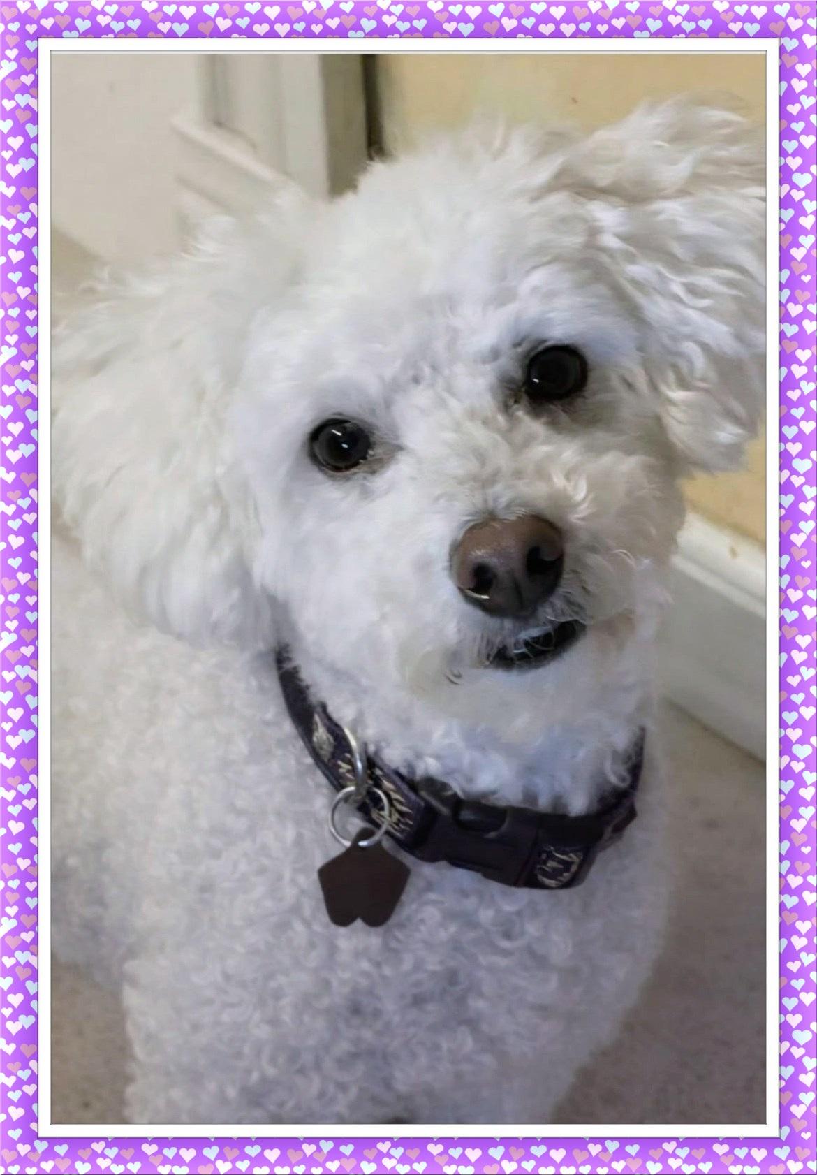 Enlarge Bear - OK, a ADOPTABLE Bichon Frise in Tulsa, OK image 2/2