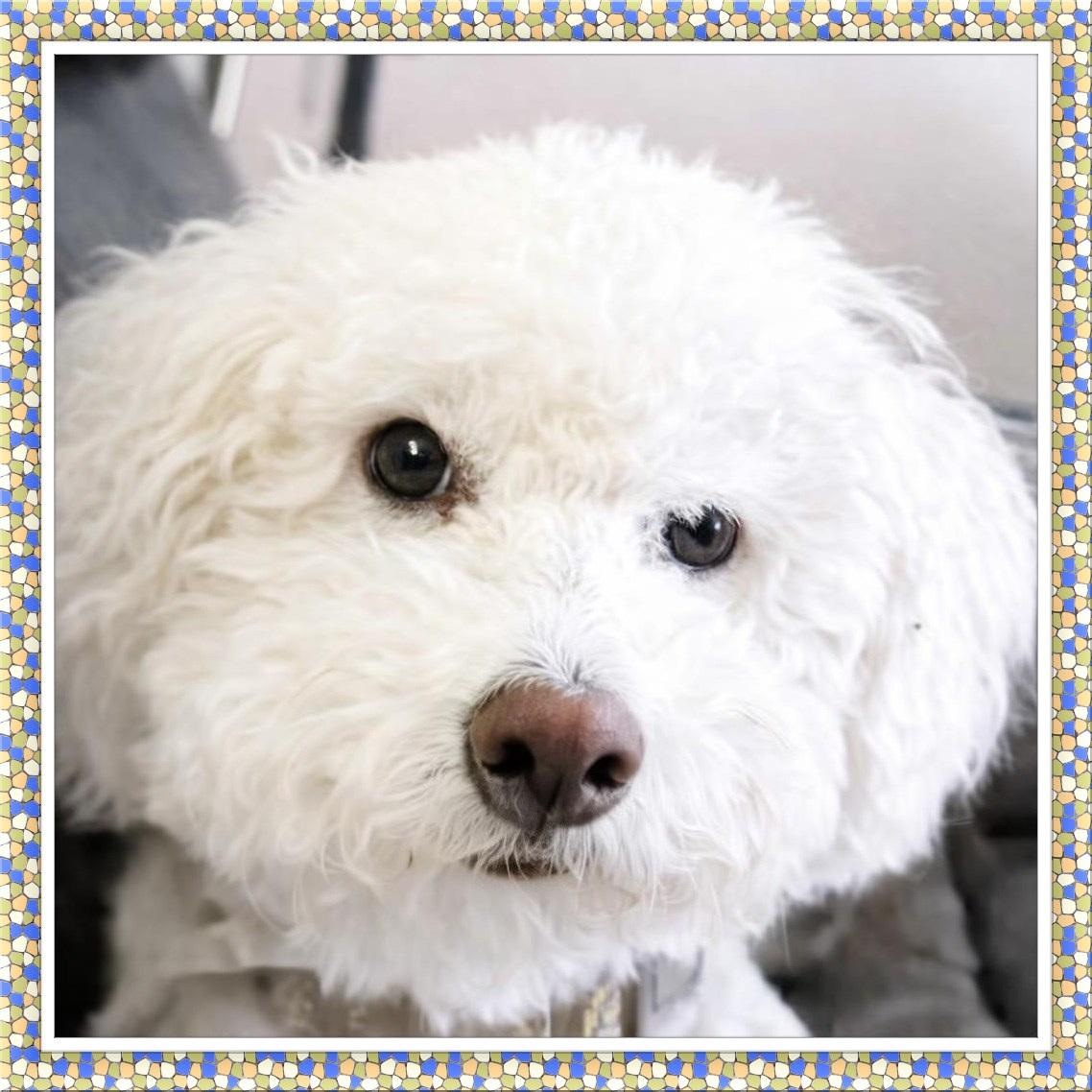 Bear - OK, ADOPTABLE, Adult Male Bichon Frise.